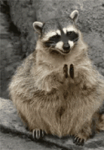 clapping racoon.gif