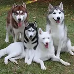 1cbb6f89cf706a069cedc13ab9e5ef64--husky.webp