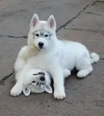 179e849f59ae71eacbb551fe0cb44d71--husky-pups-huskies-puppies.webp