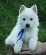 BWGSD1.webp