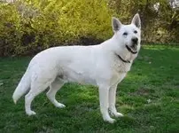 WGSD2.webp