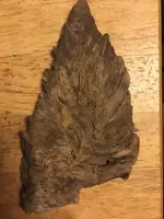 creaturefossil.webp