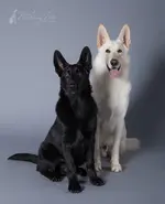 german-shepherd-black-and-white-13.webp