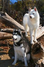 white-siberian-husky-siberian-huskies.jpg