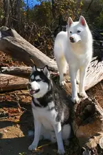 white-siberian-husky-siberian-huskies.webp