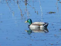 walk 042618 4.webp