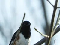 bird1.webp