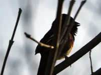 bird2.webp bird2.webp