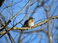 bird3.webp