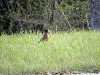bird4.webp