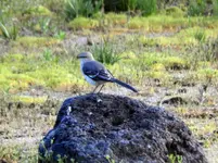 bird5.webp