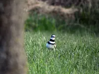 bird6.webp