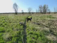 walk 042618 5.webp