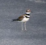 bird8.webp