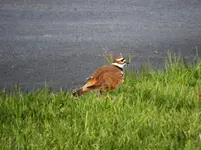 bird9.webp