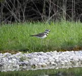 bird10.webp
