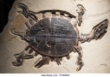 a-fossilized-sea-turtle-with-bite-marks-on-its-shell-eocene-age-dyb6mw.jpg