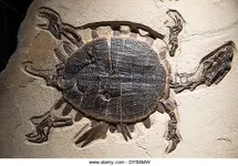 a-fossilized-sea-turtle-with-bite-marks-on-its-shell-eocene-age-dyb6mw.webp