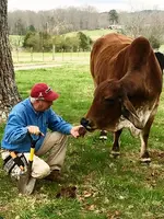 metal detecting with cow.webp
