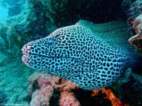 tribloo-destinations-25-moray-leopard-reef-coral-mauritius-37a8b94b99d652d83ec446e1ffbf8eec.jpg