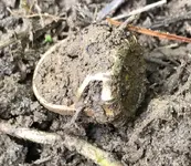 GC ring Dug.webp