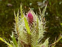 DSCN1652.webp