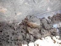 Finds0405185r.webp