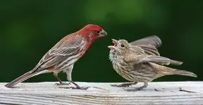 thumb-1402167236174-img_6886_papa_and_fledgling_house_finches.webp thumb-1402167236174-img_6886_papa_and_fledgling_house_finches.webp