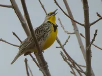 walk 040518 1.webp