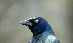 K1600_002.webp