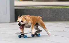 ctor  bulldog 778.webp