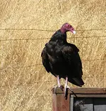 Buzzard2.webp