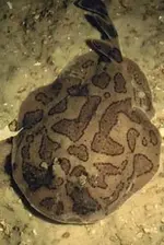 lesser-electric-ray-small.webp