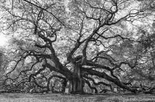 2012-03-19_angeloak_booker_0083_hdr.webp
