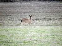 Deer1.webp