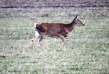 Deer2.webp