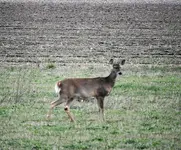 deer3.webp