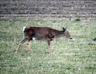 deer4.webp