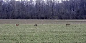 deer5.webp