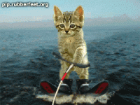 cat-water-skiing.gif cat-water-skiing.gif