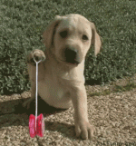 funny_animated_pictures_08.gif funny_animated_pictures_08.gif