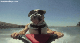 giphy.gif giphy.gif