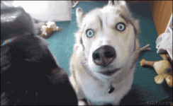 tumblr_obget166Tv1ruqqm0o1_500.gif tumblr_obget166Tv1ruqqm0o1_500.gif