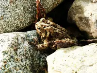 Toad 1.webp