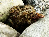 Toad 2.webp