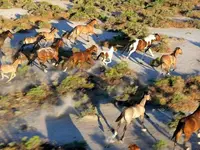 Nevada40AcWildHorses.webp