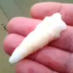 white point1.webp