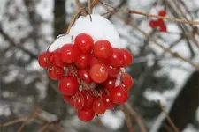 HSPICTURES 157 (Changed).webp