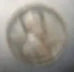 wheaie2.webp