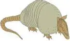 armadillo1.webp